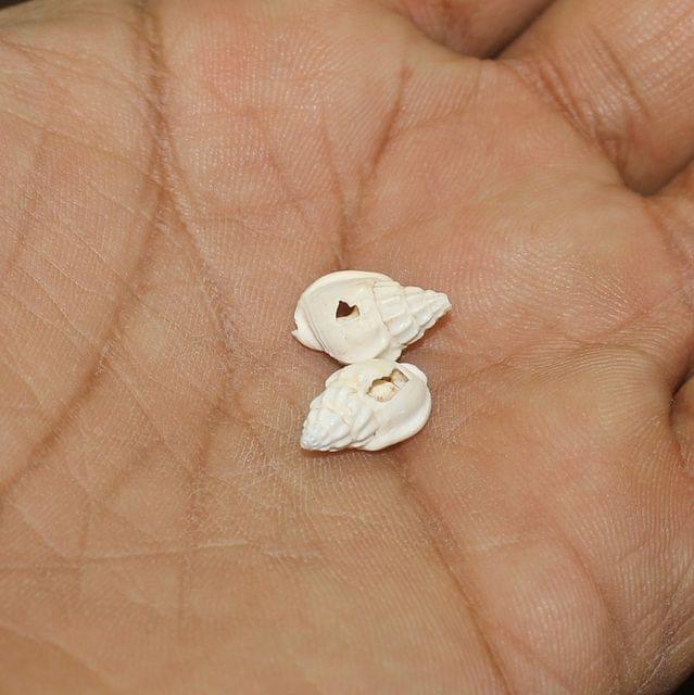 100 gm, 12-15mm Drilled One Hole Sea Shell Beads White - White / Shell