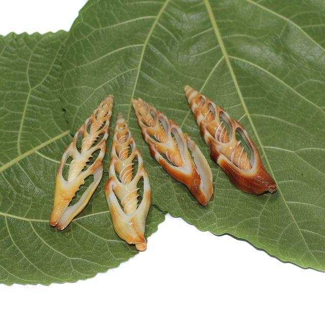 4 Pcs 2-3 Inches Sliced Seashells Cut Strombus Shells - Brown / Shell / Assorted