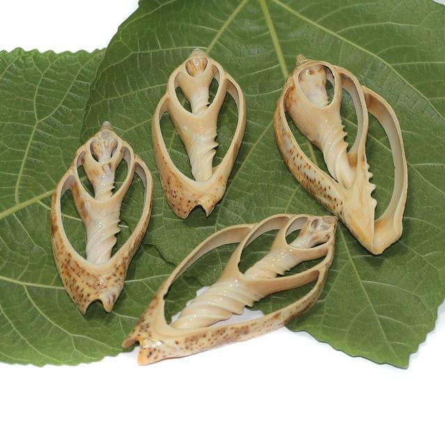 4 Pcs 2.5-3.5 Inches Sliced Seashells Cut Strombus Shells - Brown / Shell / Assorted