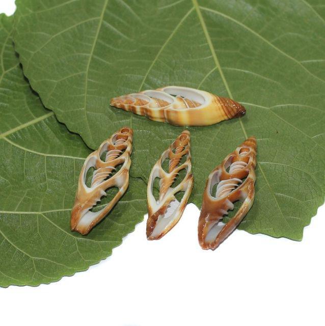 4 Pcs 1.5-2 Inches Sliced Seashells Cut Strombus Shells - Brown / Shell / Assorted