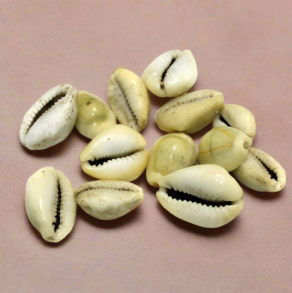 100 gm, 15-22mm Cowrie Shell Beads Natural Tone Without Hole - Off White / Shell