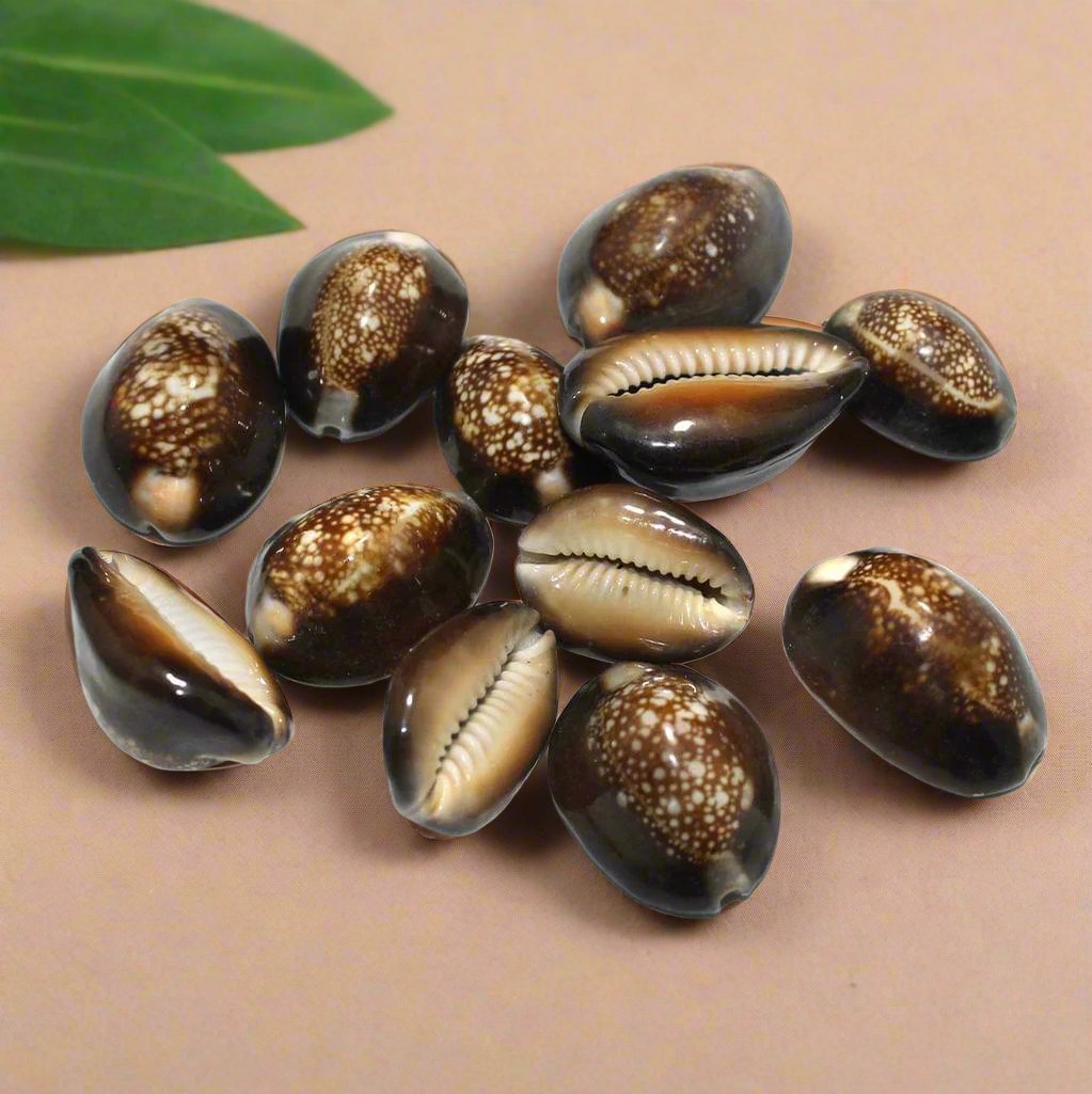 100 gm , 25-32mm Cowrie Shell Beads Brown Assorted Size Without Hole - Off White / Shell