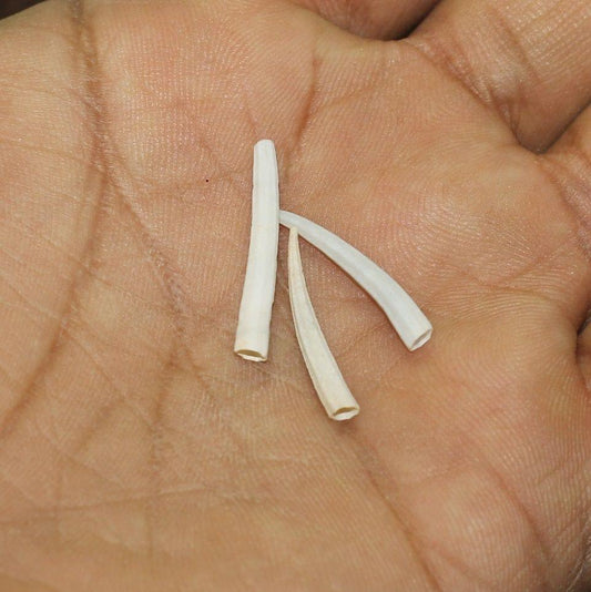 100 gm 10-25mm Dentalium Tusk Sea Shell Tube Beads White - White / Shell