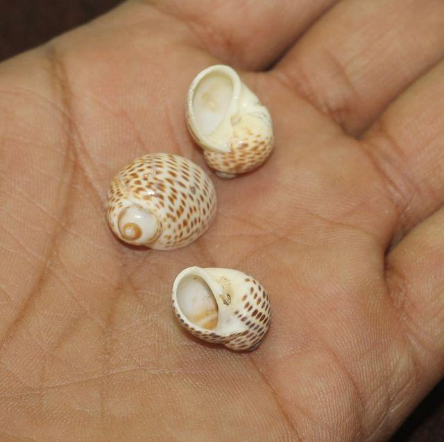 100 gm, 15-20mm Sea Shell Beads Without Hole Brown - Brown / Shell