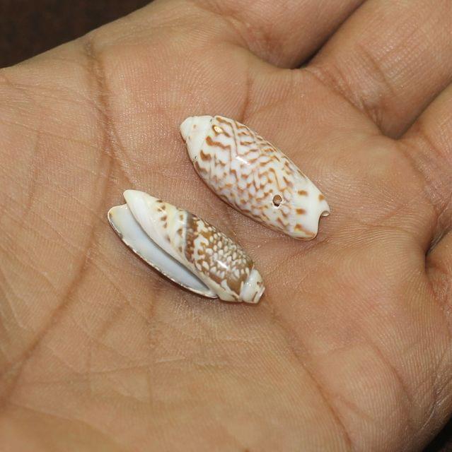 100 gm, 25-30mm Drilled One Hole Sea Shell Beads Brown - Brown / Shell