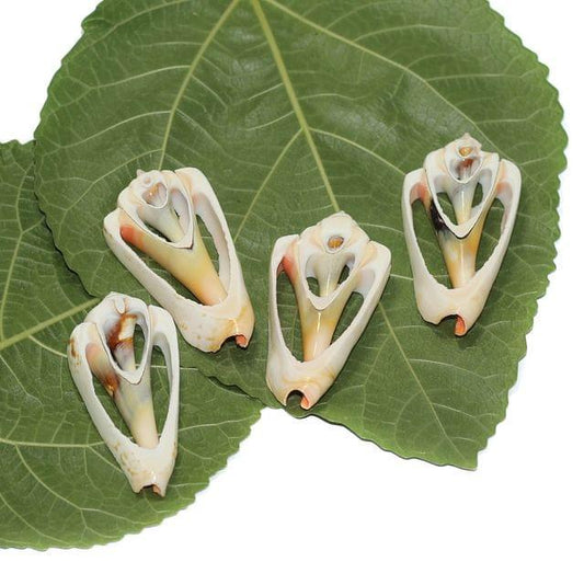 4 Pcs 2-3 Inches Sliced Seashells Cut Strombus Shells - Brown / Shell / Assorted