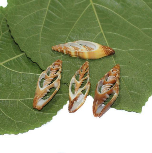 4 Pcs 1.5-2 Inches Sliced Seashells Cut Strombus Shells - Brown / Shell / Assorted